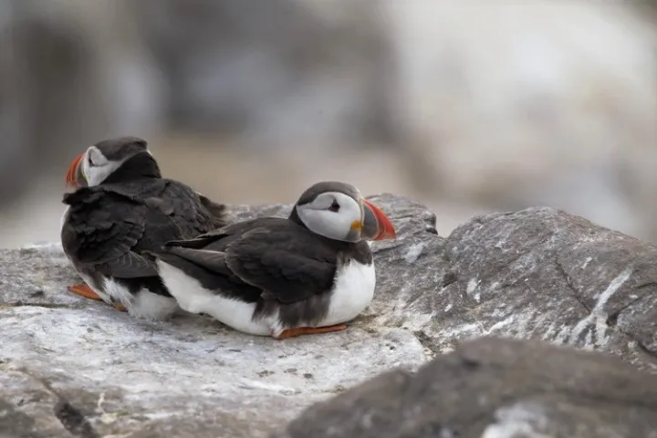 a bird sitting on a rock
