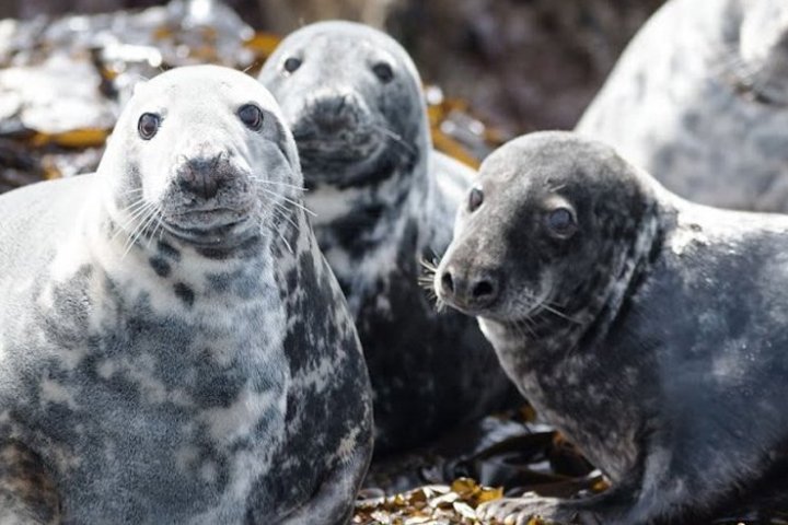 a close up of a seal