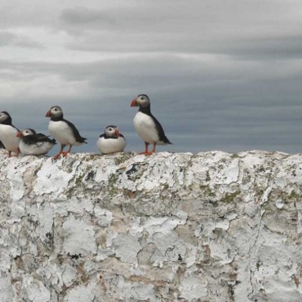 a flock of seagulls standing on a rock
