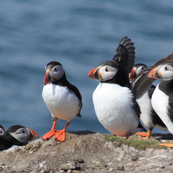 a flock of seagulls are standing in the sand