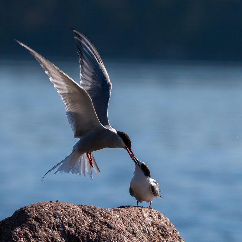 a bird flying over a body of water