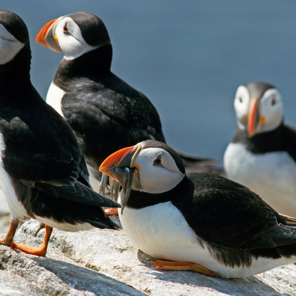 a flock of seagulls standing next to a bird